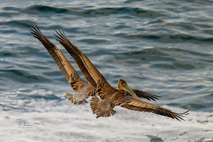 Bird Photograph - Synchronized Flying by Jim Thompson