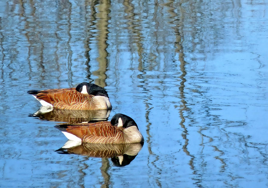 Synchronized Geese Photograph by Carolyn Derstine