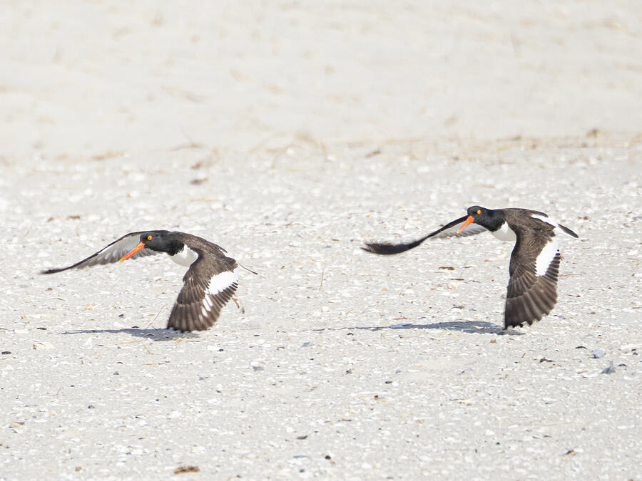 Synchronized Oystercatchers Photograph by Kristia Adams Synchronized Oystercatchers Photograph by Kristia Adams