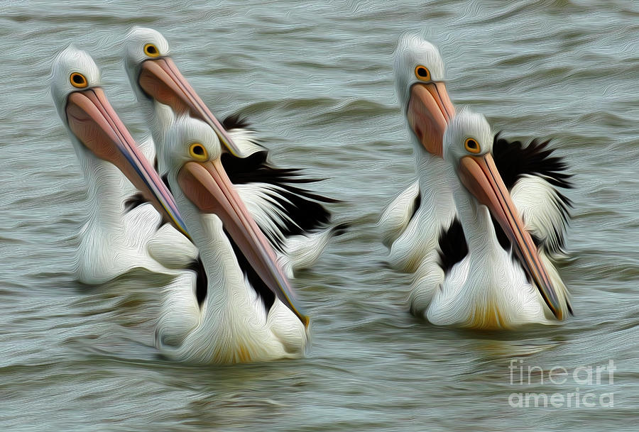 Synchronized Pelican Swimming Australia Photograph by Bob Christopher