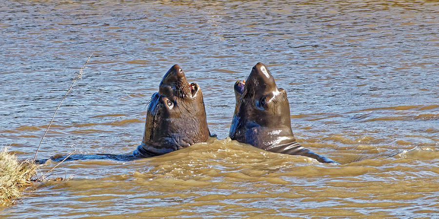 Synchronized Swimmers - Northern Elephant Seals Photograph by KJ Swan