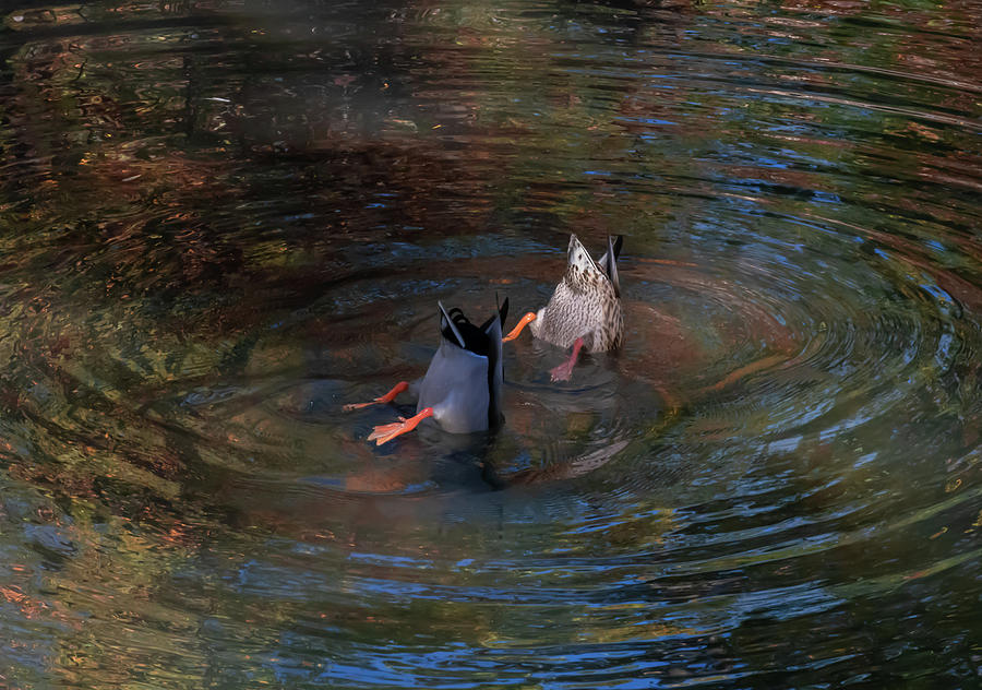 Bottoms Up - Synchronized Swimming Photograph by Len Bomba