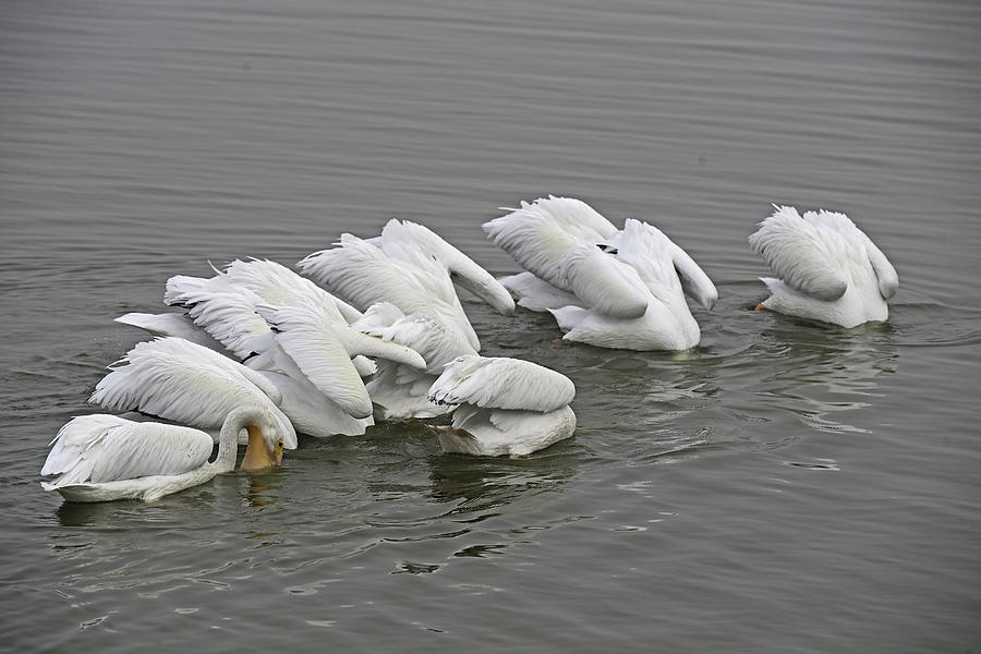 Synchronous Diving -  American Great White Pelicans Photograph