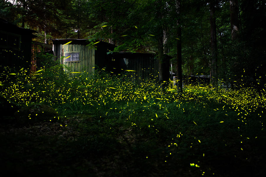 Synchronous Fireflies Photograph by Haoxiang Yang