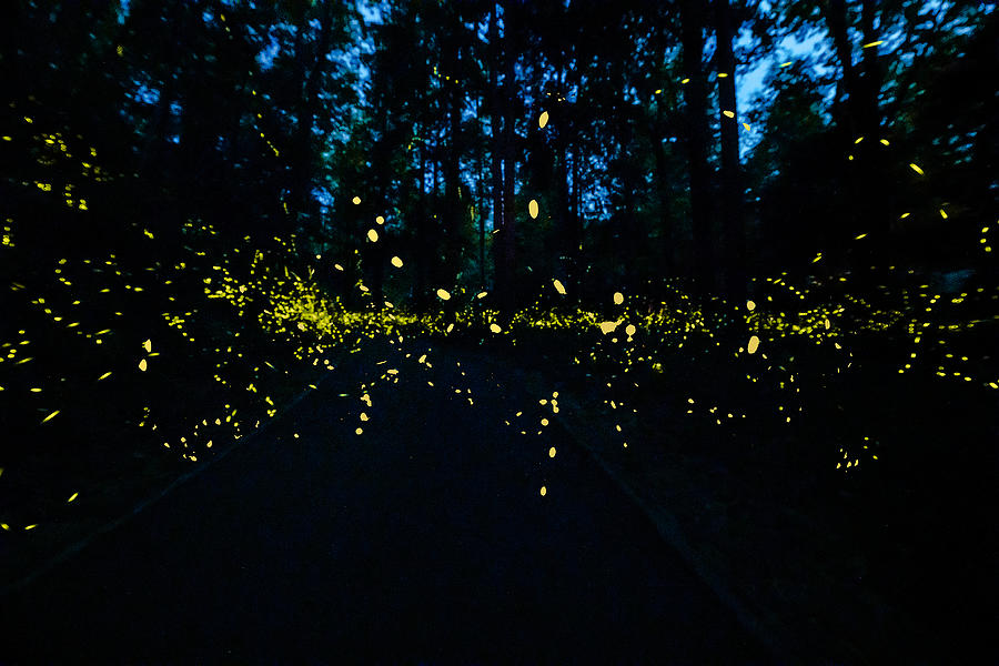 Synchronous Fireflies of Smokey Mountain Nat Park Photograph by Richard ...