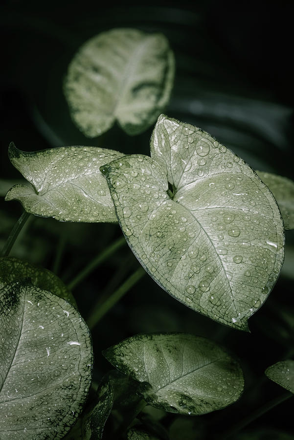 Syngonium houseplant leaves Photograph by Benoit Bruchez