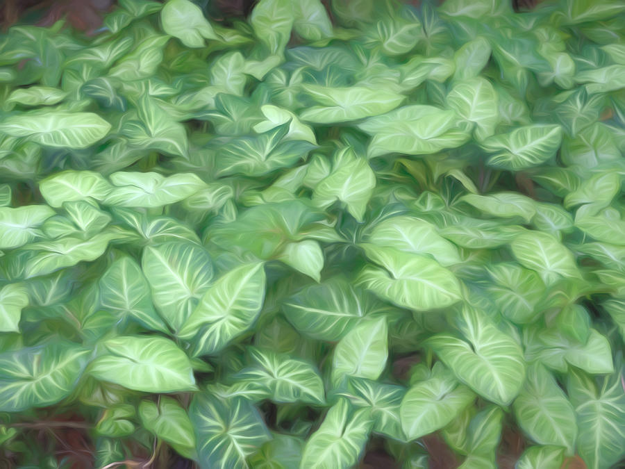Syngonium Podophyllum Texture And Background Photograph
