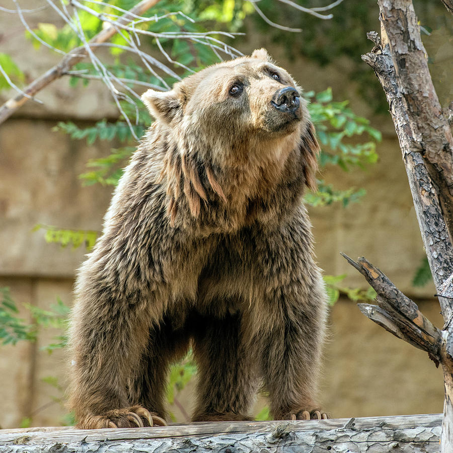 Syrian Brown Bear Photograph by William Bitman