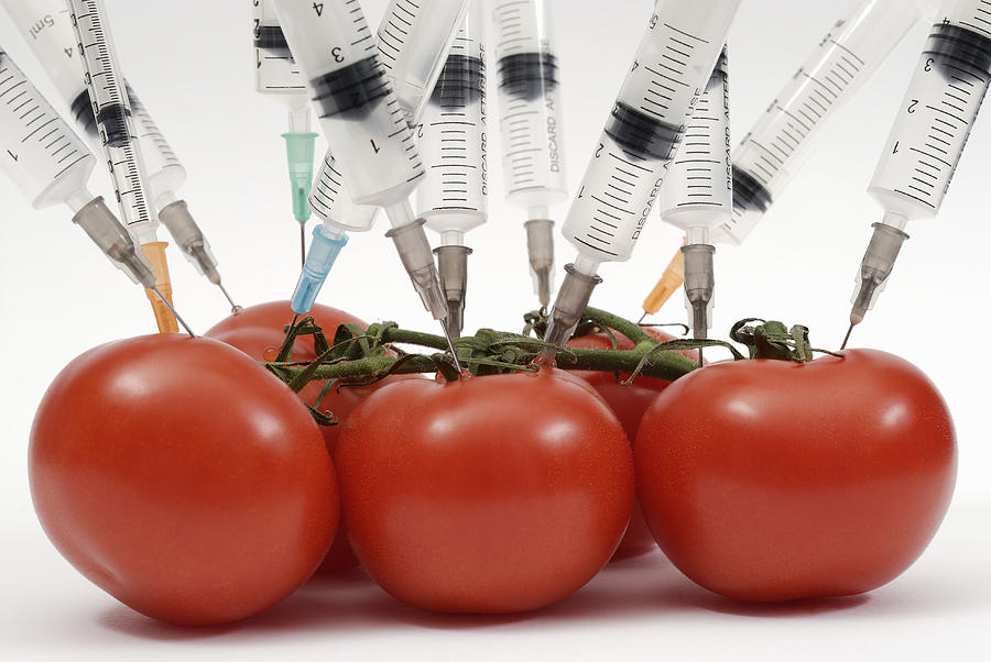 Syringe needles pushed into tomatoes Photograph by David Gould