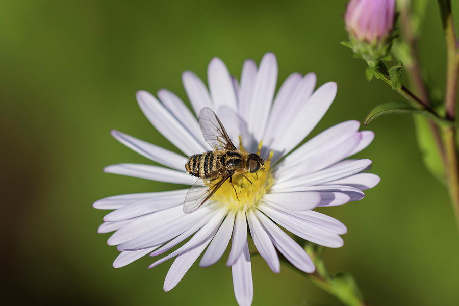 Villa Bee Fly and Aster Blossom Photograph by Robert Potts