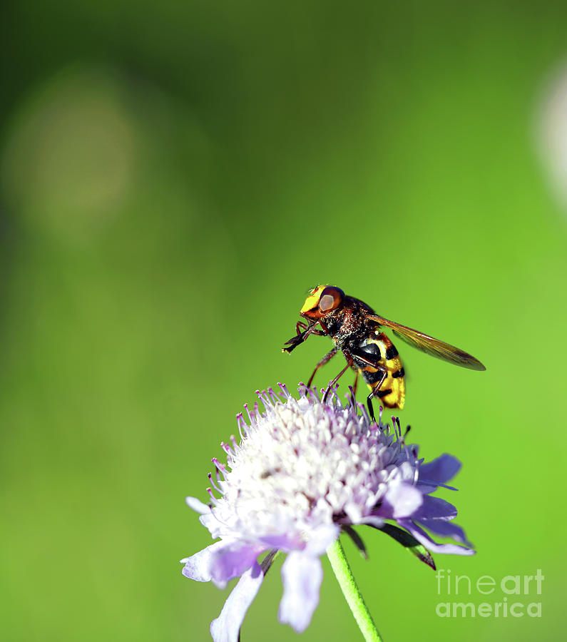 Syrphus Ribesii -- Wonders Of Nature 5 - Insects Of Catalonia, Spain -- Pollination Photograph