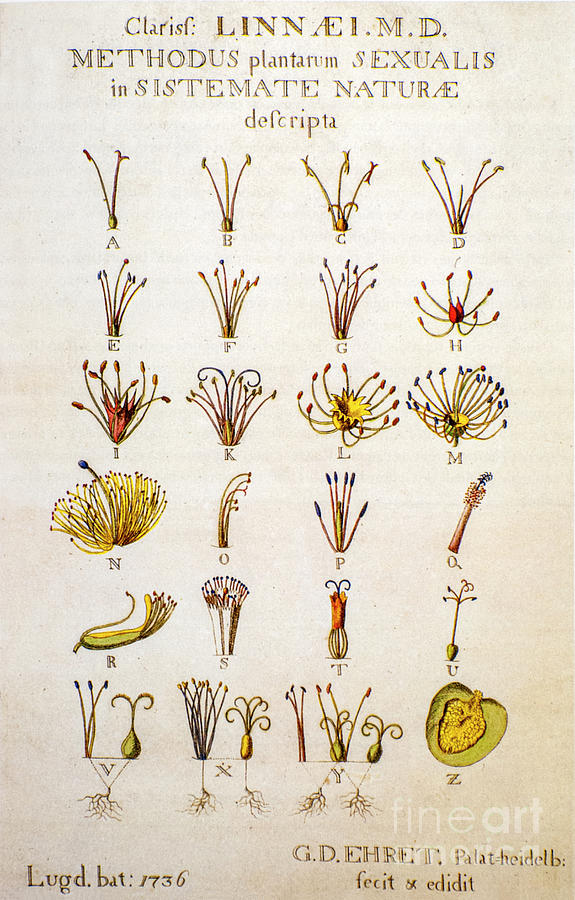 Nature Photograph - Systema Naturae Carolus Carl Linnaeus o1 by Botany