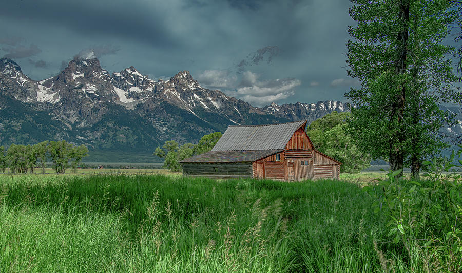 T A Moulton Barn, Grand Tetons Icon Photograph by Marcy Wielfaert