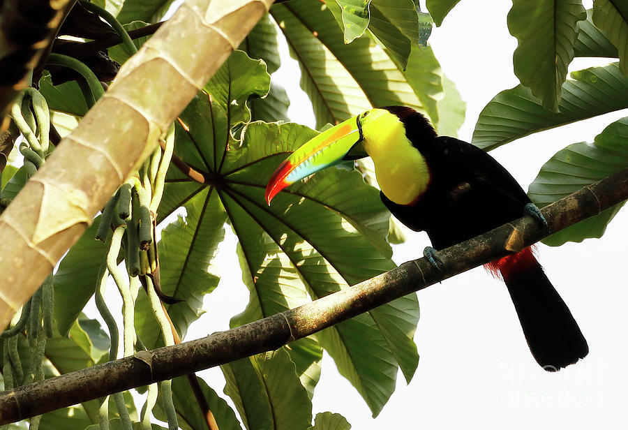T is for Toucan crop Photograph by Stephen Schwiesow