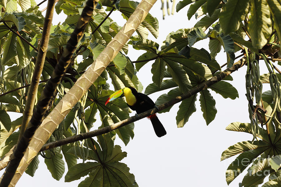 T is for Toucan Photograph by Stephen Schwiesow