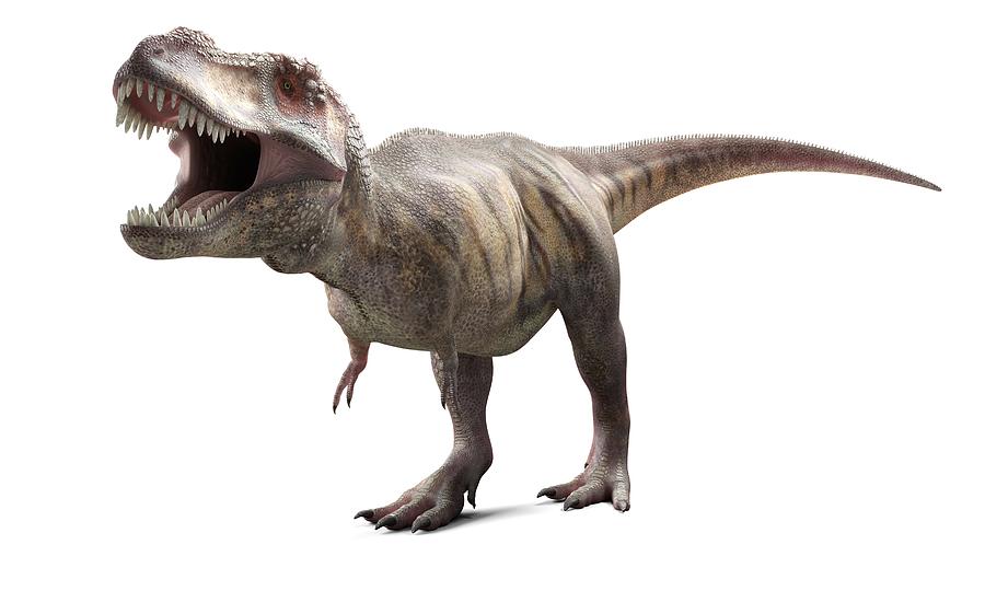 T-Rex, artwork Drawing by Sciepro
