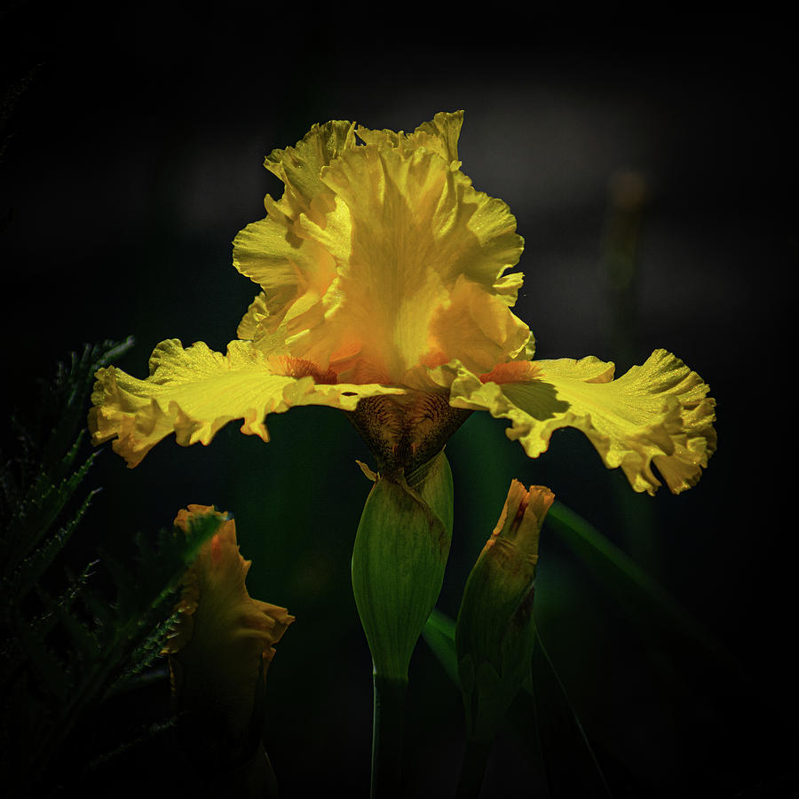 Ta Da - 2023 Yellow Iris Photograph by Len Bomba