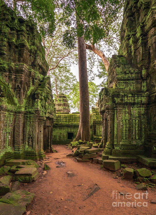 Cambodia Photograph - Ta Phrom Temple Ruins Path by Mike Reid