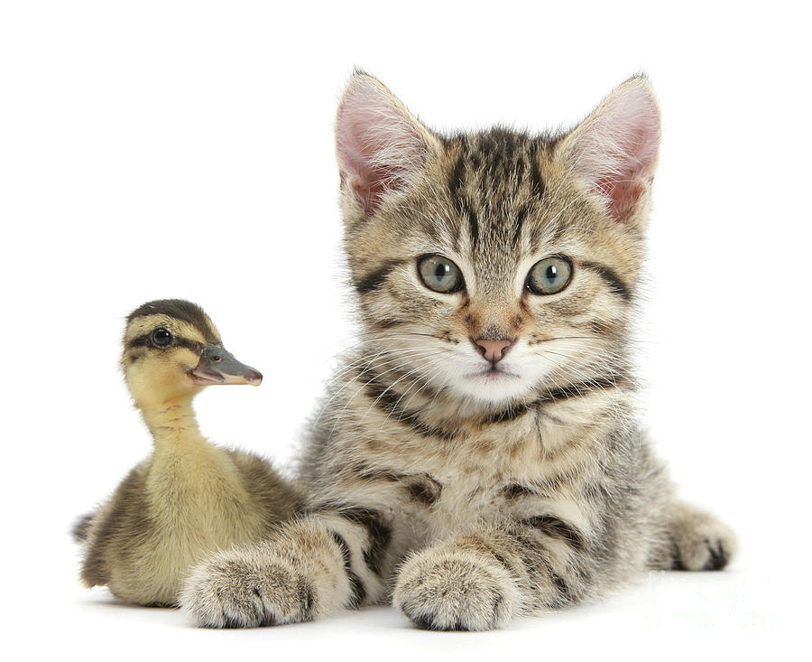 Tabby and Ducky by Warren Photographic Tabby and Ducky by Warren Photographic