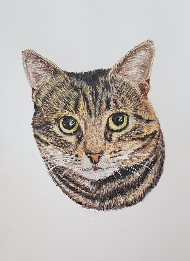 Tabby Cat Drawing by Agata Siemiatkowska - Fine Art America