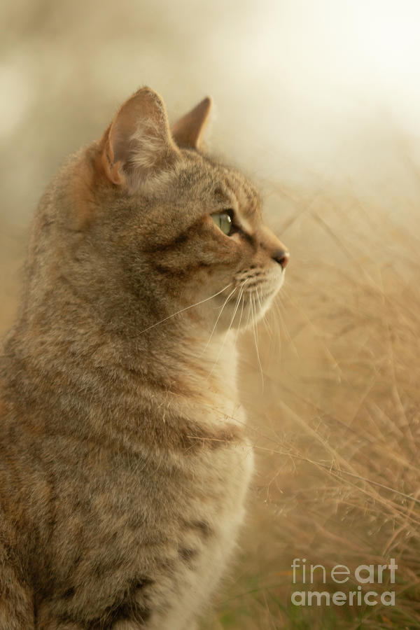 Tabby cat Photograph by Ang El