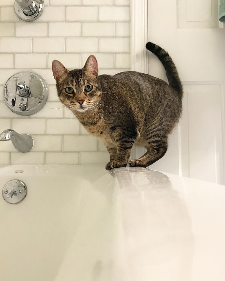 Tabby Cat Balance on the Edge of a Bathtub Photograph by Cyndi Monaghan