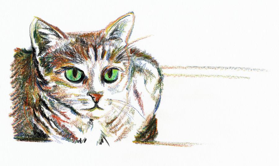 Tabby Cat Drawing Drawing