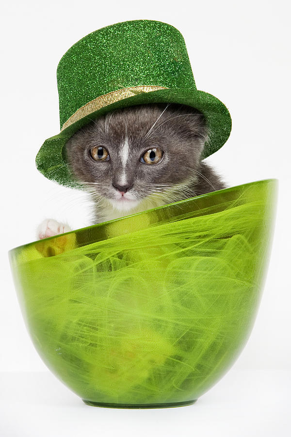 Tabby cat in a bowl wearing a green hat Photograph by Geri Lavrov