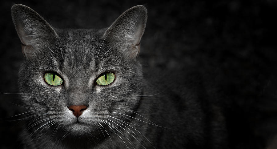 Tabby Cat In The Night Photograph By Bleureflex - Fine Art America