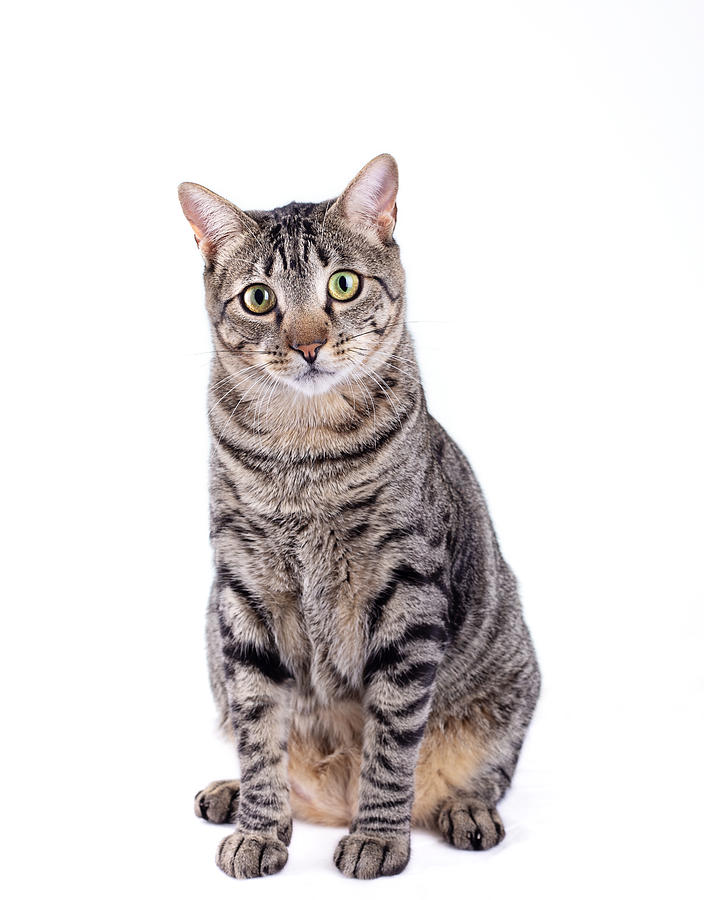 Tabby cat looking at camera on white background Photograph by Cris Cantón