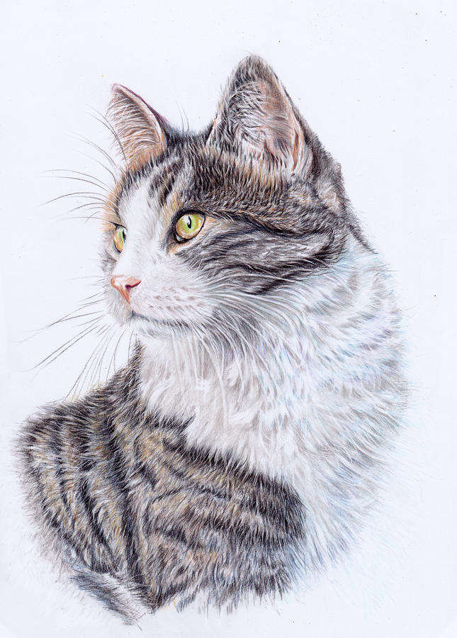 Cat Painting - Tabby Cat - Milo by Debra Hall