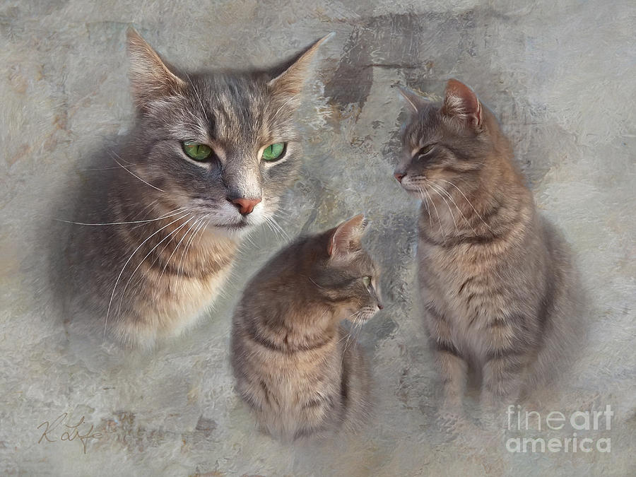 Animal Photograph - Tabby Cat Montage by Rosanna Life