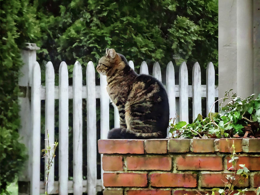Cat Photograph - Tabby Cat on Brick Wall by Susan Savad