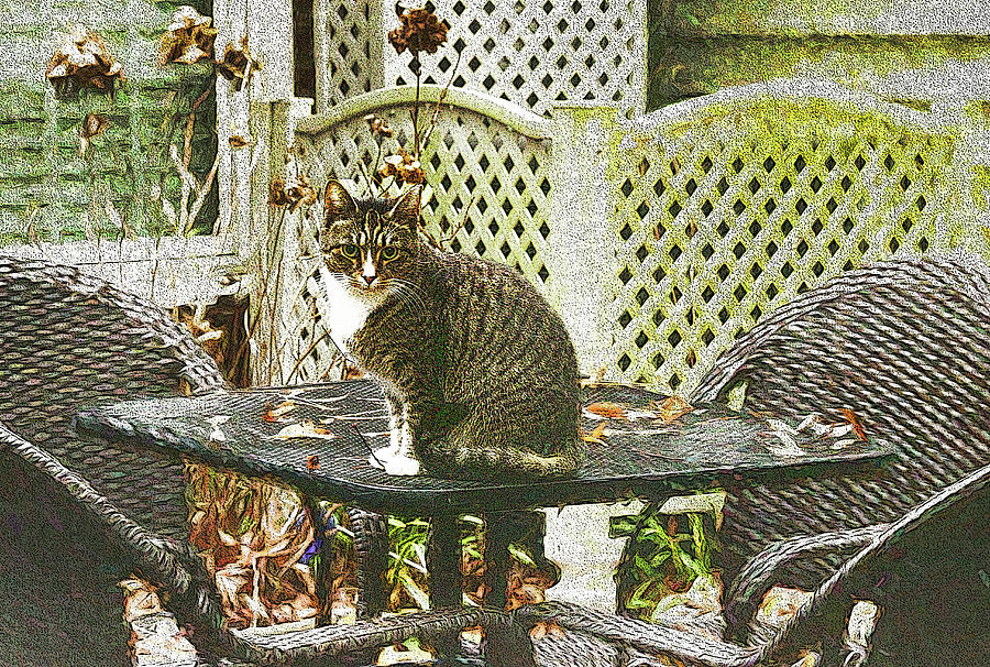 Tabby Cat on the Patio Table Photograph by Ola Allen