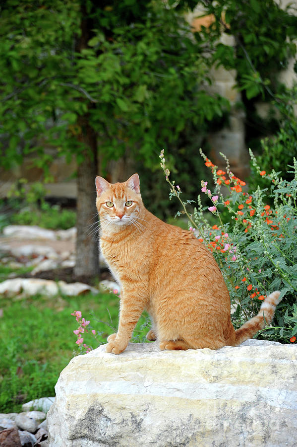 Tabby Cat on the Prowl to pose for a portrait Photograph by Gunther Allen
