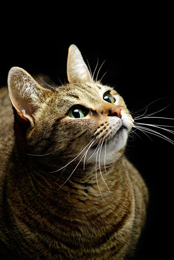 Tabby Cat Portrait Photograph by Douglas Allen