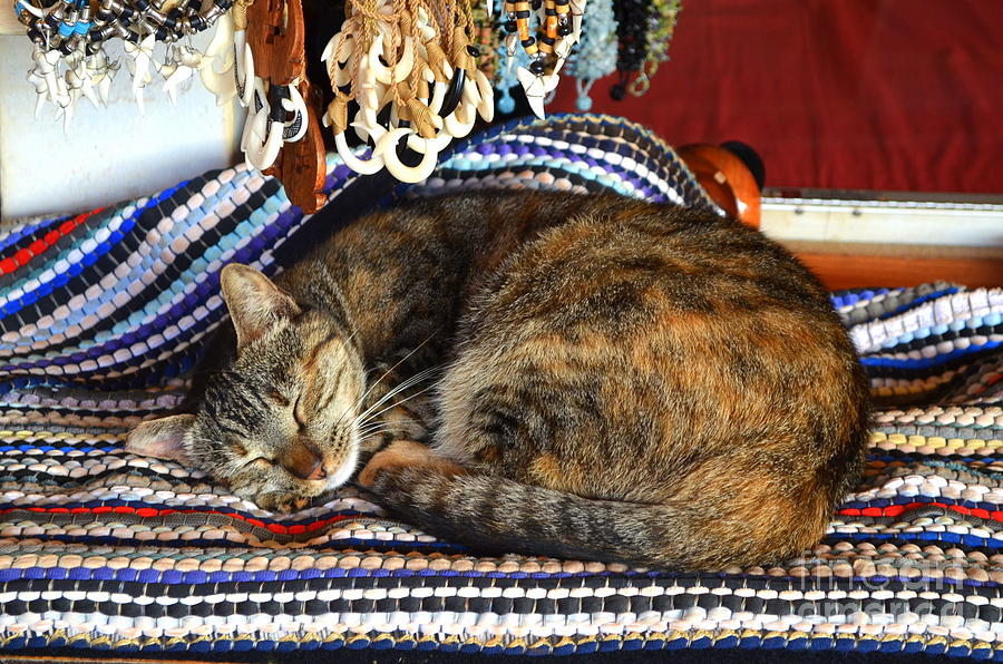 Tabby Cat Series 1 Photograph