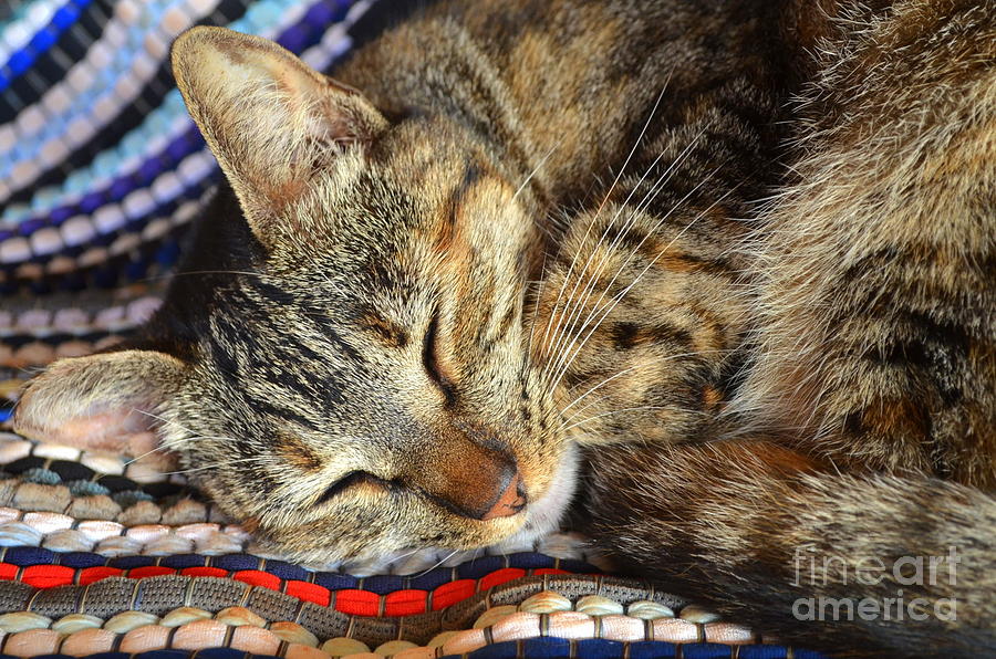 Tabby Cat Series 3 Photograph