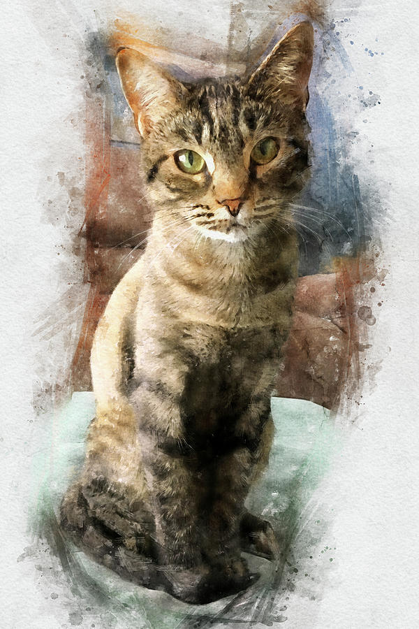 Tabby Cat Portrait - The Look Photograph by Peggy Collins