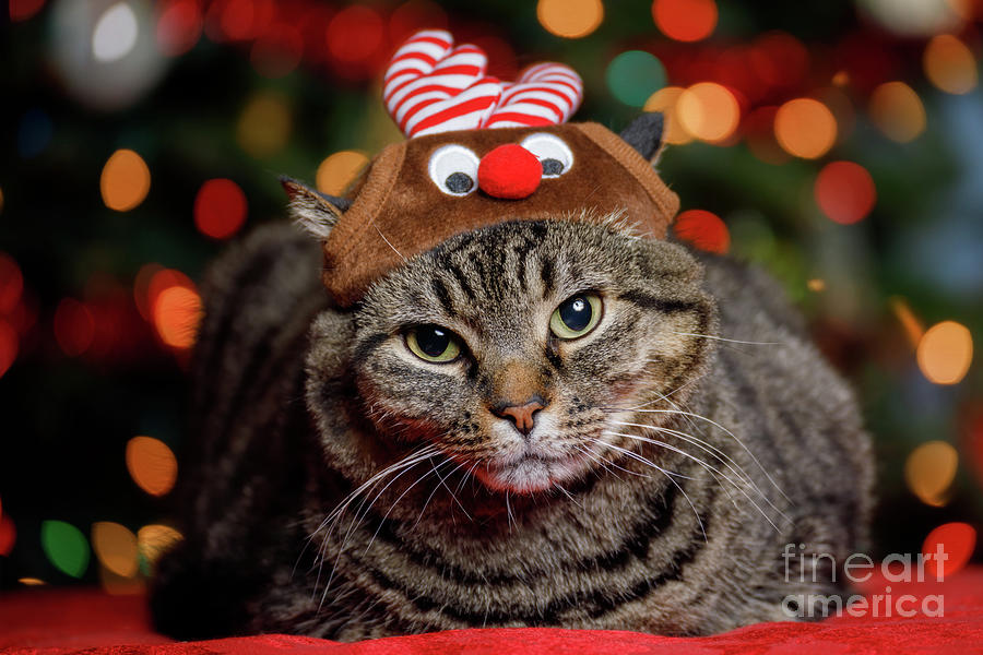 cat reindeer hat