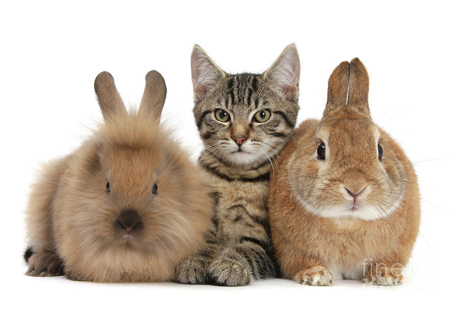 Tabby kitten and rabbits Photograph by Warren Photographic