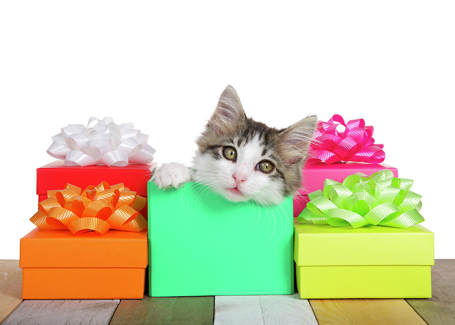 Tabby Kitten Birthday Presents Photograph by Sheila Fitzgerald | Fine ...