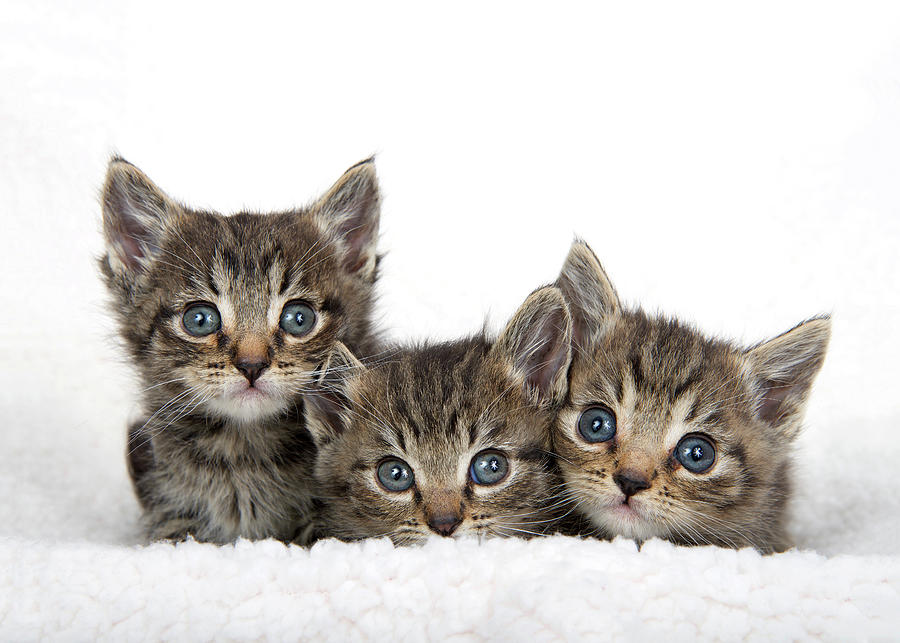 Tabby Kitten Trio Photograph By Sheila Fitzgerald - Fine Art America