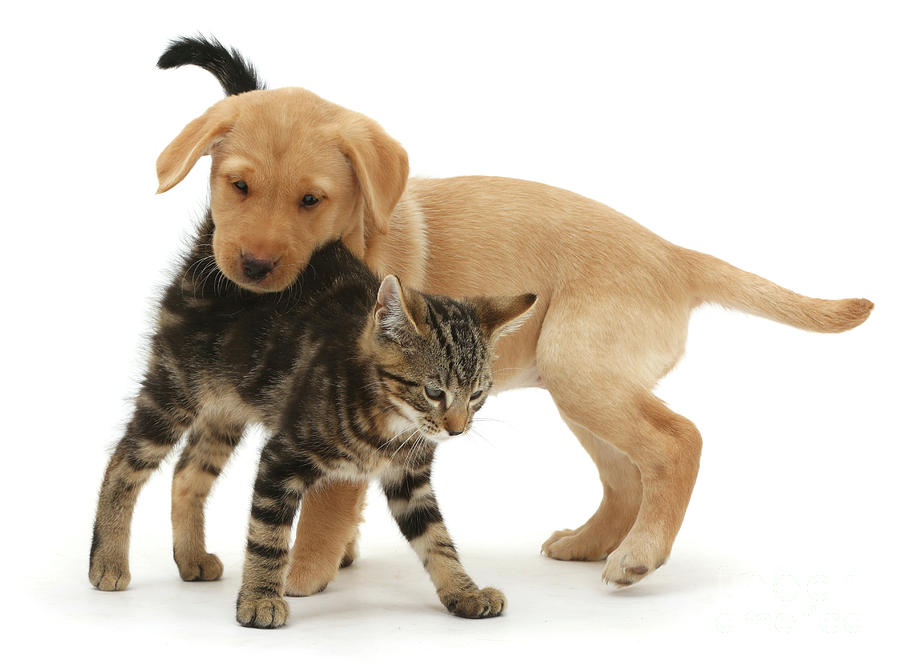 Tabby kitten with Yellow Labrador puppy Photograph by Warren Photographic