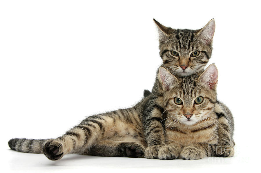 Tabby kittens lounging together Photograph by Warren Photographic