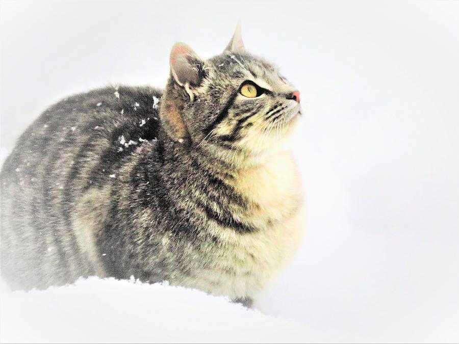 Tabby Kitty in the Snow  Photograph by Lori Frisch