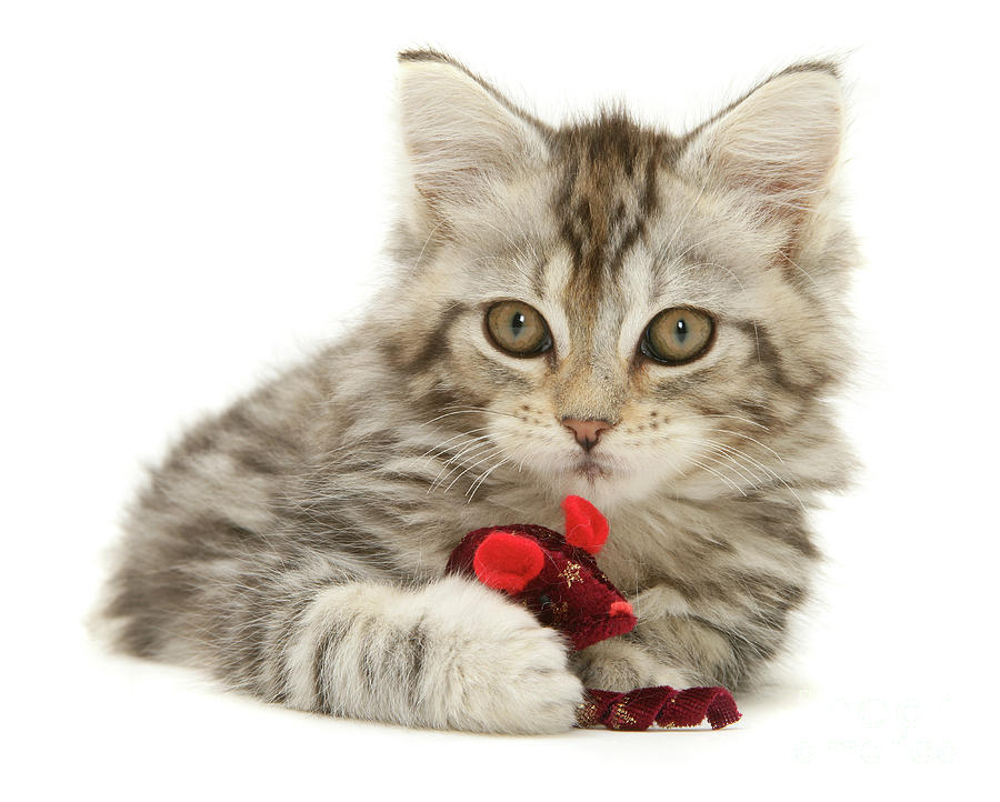 Tabby Maine Coon kitten playing with a toy mouse Photograph by Warren Photographic