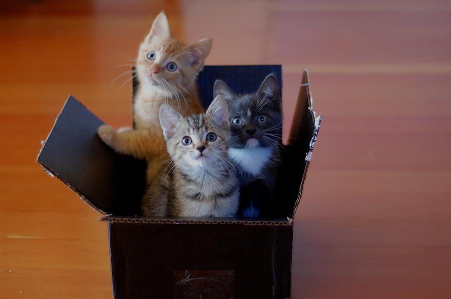 Tabby, orange, and gray tuxedo kitten in box Photograph by Photo by Laurie Cinotto