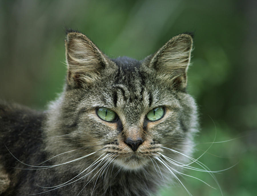 Tabby With Whiskers Photograph