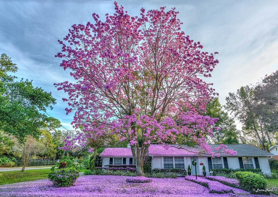 Tampa Photograph - Tabebuia Tree by Lance Raab Photography